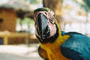 Papagei: Bitten anklicken fr ein groformatiges Bild